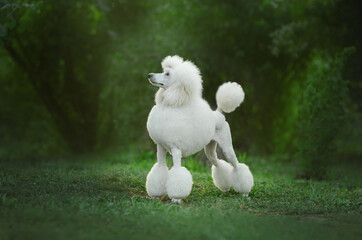 big white poodle funny walk on green meadow lovely dog ​​portrait
