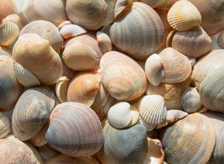 Seashells background. Beautiful colorful on th beach