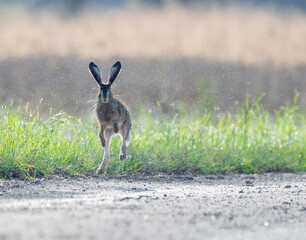 Zając szarak hare © Sporywildlife