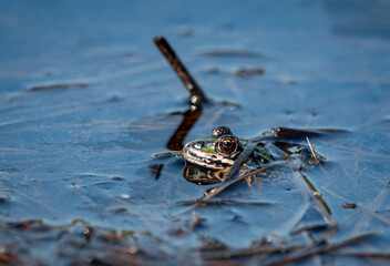 Żaba  frog © Sporywildlife