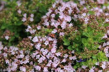 Fototapeta premium Oregano in Blüte mit Feuerwanze