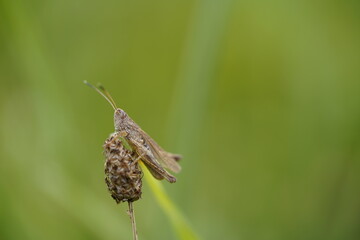 grasshopper grass hopper green