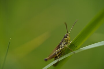grasshopper grass hopper 