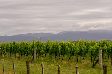 Fototapeta premium Fields of chardonnay