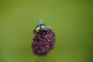 green fly flies compound eyes macro closeup