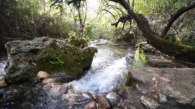 bosque agua rio tranquilidad paseo vacaciones frondoso piedras rural verde sendero naturaleza ramas 