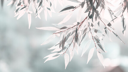 tree branch with leaves in sunshine on blurred natural background