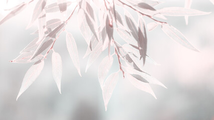 tree branch with leaves in sunshine on blurred natural background