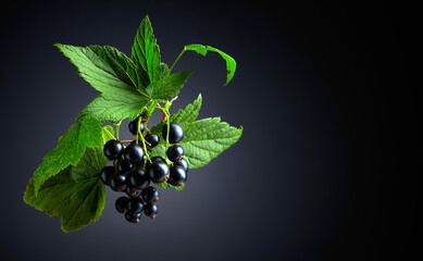 Branch of black currant  with leaves and ripe juicy berries.