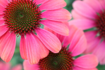 Echinacea Roter Sonnenhut