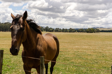 Fototapeta premium Friendly horses 4