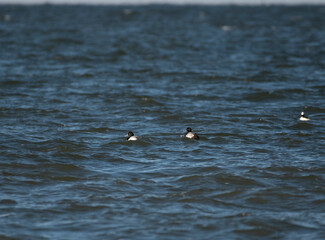 Greater Scaup