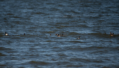 Greater Scaup
