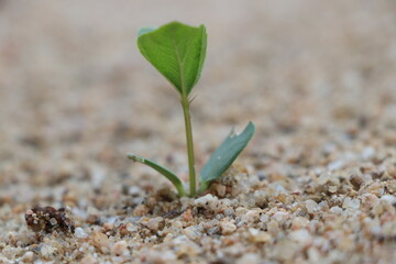 sprout on the sand