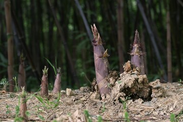 Bamboo shoots break out from hard surface