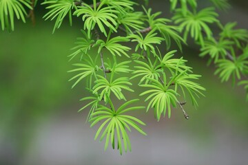 Closeup of new pine leaves