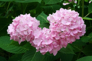 Three pink French hydrangea grow in heart shape