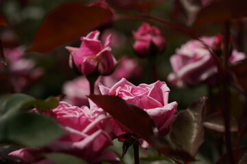 Light Pink Flower of Rose 'Yua' in Full Bloom
