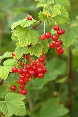 red currant berries