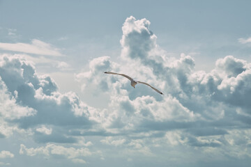 Lonely seagull flies against the background of clouds