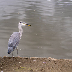 A heron waiting patiently by the lake before diving in for the kill. 