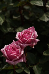 Light Pink Flower of Rose 'Yua' in Full Bloom
