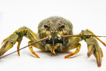 A fresh crayfish or lobster from the river on a white background.