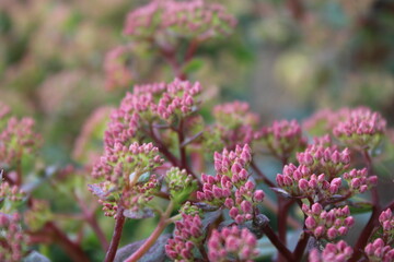 Fetthenne Sedum Dickblatt Knospen