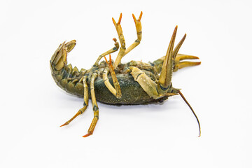 Live crayfish or lobster upside down from the river on a white background. Inverted crayfish on white background