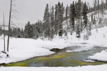 Steaming Obsidian Creek heated geothermally in winter in Yellowstone Wyoming with green cyanobacteria