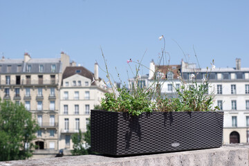 Bac à fleur devant les immeubles parisiens