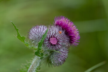 Common thistle flower with a blurred green background