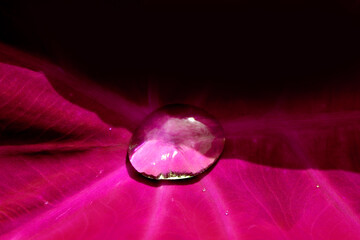 water drops on a pink leaf