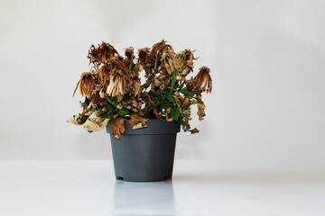 Dried plant in a pot on a gray background. The flower wilted in the pot. The indoor flower is dry....