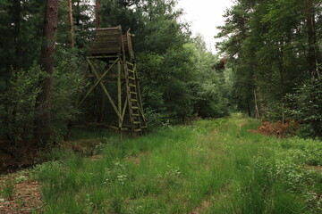 der Waldboden