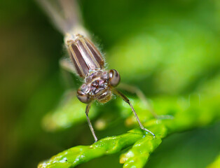 Portrait einer Kleinlibelle (Zygoptera) oder Wasserjunfer. Sie gehören zu den Libellen.
