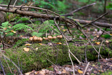 Group Lycoperdon Perlatum or Common Puffball on a fallen tree trunk covered with moss