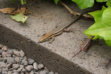 lizard relaxing in the sun in Tenerife