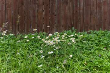 Daisies growing against the background of a rustic wooden fence