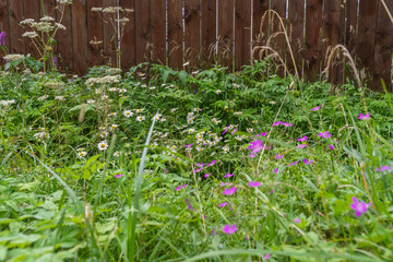 Dense thickets of wild herbs and flowers by the farm fence, rural life, outdoor vacations, seasons