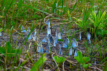 Beautiful blue butterflies - Icarus Polyommatus close-up sit in the grass on the meadow.	