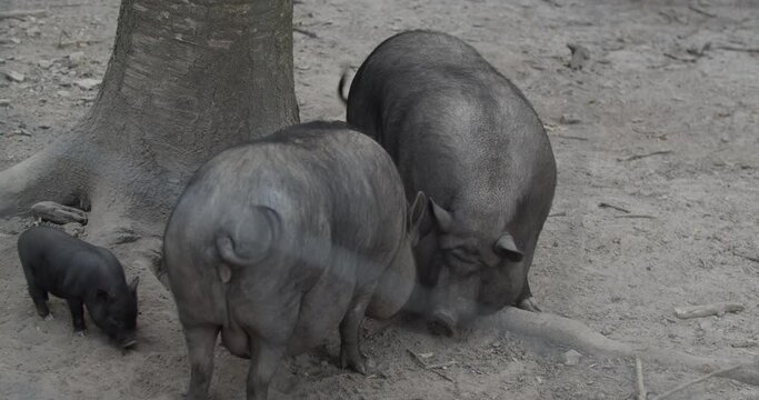 Two wild boars near a tree.