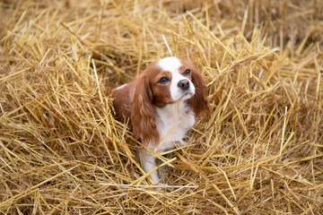 Small spaniel dog in a field with straw