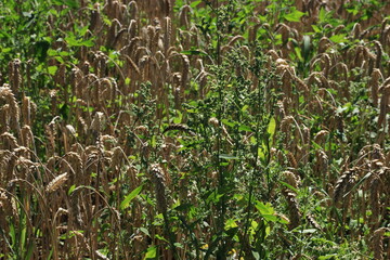 Unkraut im Feld