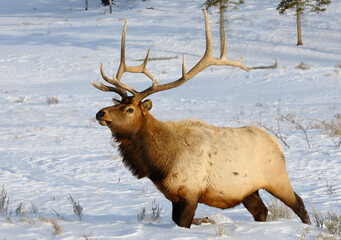 Mature bull elk with antlers walking in deep snow at Blacktail Deer Plateau Yellowstone National Park