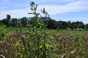 Unkraut im Feld