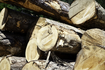 Wooden logs industry
