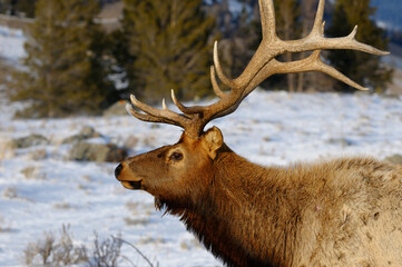 Close up of a mature bull elk with antlers in winter at Blacktail Deer Plateau Yellowstone National Park