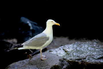 une mouette sur un rocher
