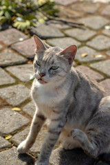 Obraz premium Straycat Closeup Portrait 